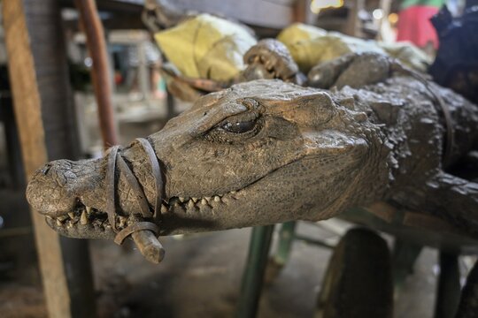 Bushmeat at a market, crocodile, poaching, Ou&eacute;sso, Sangha department, Republic of the Congo