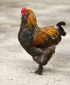 Brahma chicken (Gallus gallus f. domestica), cock, Brandenburg, Germany