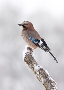 Eurasian Jay (Garrulus glandarius)