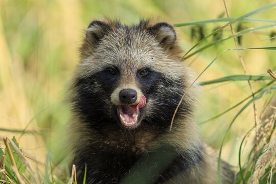 A raccoon dog shows its tongue and sits attentively in the grass, raccoon dog, (Nyctereutes procyonoides), wildlife, Western Pomerania Lagoon Area National Park, Zingst, Mecklenburg-Western Pomerania, Germany