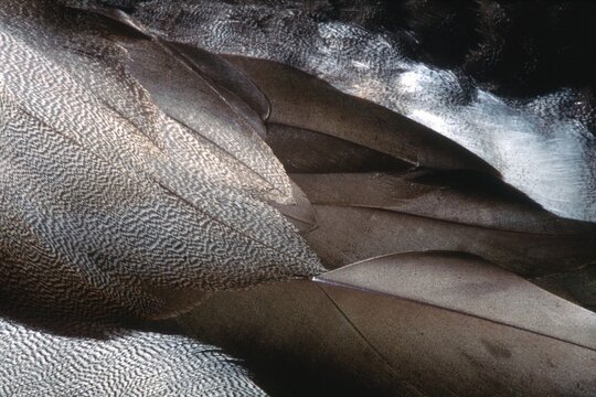 Mallard Duck (Anas platyrhynchos), close-up of plumage, Reintal Lake, Tyrol, Austria, Europe