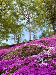 Obraz premium Beautiful moss phlox (Shibazakura) flowers blooming in spring, Japan⁠