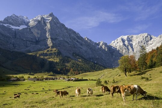 Eng-Alm alpine pasture in front of Mt. Spritzkarspitze, Karwendel Range, Schwaz, Tyrol, Austria, Europe