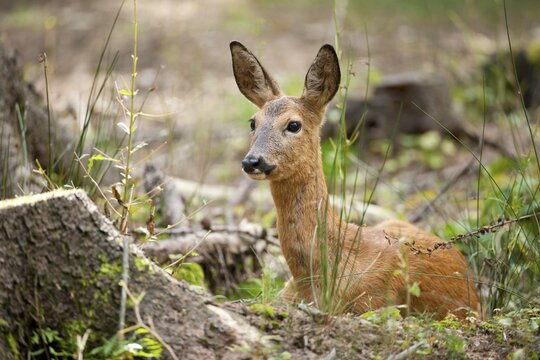Red Deer (Capreolus capreolus), hind lying on the forest floor, captive, Saxony, Germany