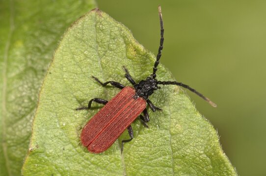Beetle species (Platycnis minutus), Baden-W&uuml;rttemberg, Germany