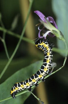 Lettuce Shark Moth caterpillar (Cucullia lactucae) feeding on a Rattlesnake Root - or Purple Lettuce Blossom (Prenanthes purpurea)