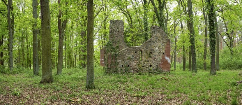 Ruins of a village church in the forest, fieldstone church, deserted village of Dangelsdorf, Hoher Fl&auml;ming nature park Park, Brandenburg, Germany