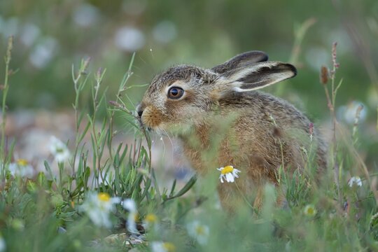 European brown hare (Lepus europaeus) juvenile leveret feeding amongst Summer flowers, Suffolk, England, United Kingdom