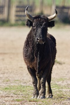 Camargue Bull (Bos primigenius taurus), Camargue, Southern France, Europe