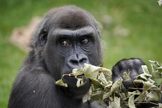 Lowland gorilla (Gorilla gorilla), animal portrait, captive, Germany