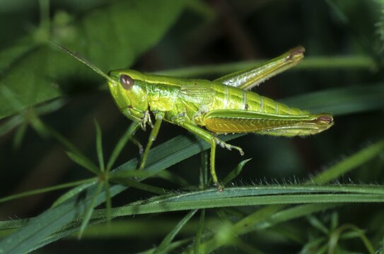 Small Gold Grasshopper (Chrysochraon brachyptera), Acrididae family, female