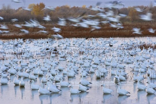 Snow Geese (Anser caerulescens atlanticus, Chen caerulescens) before sunrise, dawn, Bosque del Apache Wildlife Refuge, New Mexico, North America, USA