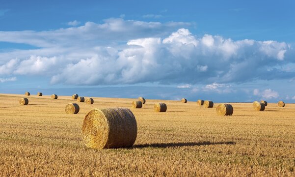 Harvest time, Endless field with straw bales, stubble field under blue sky with clouds in summer, Burgenlandkreis, Saxony-Anhalt, Germany