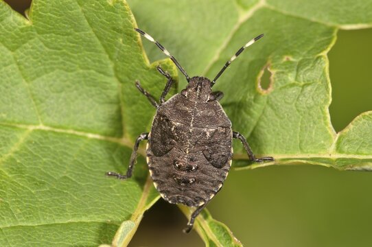 Grey Stink Bug (Rhapigaster nebulosa), larva before the last larval molt, Baden-W&uuml;rttemberg, Germany