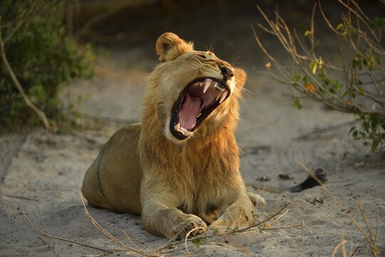 Lion (Panthera leo) male, male, young rests in the shade of a bush and yawns, Chobe National Park, Chobe District, Botswana