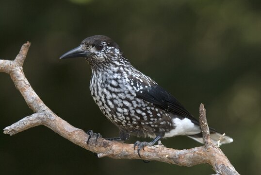 Spotted Nutcracker (Nucifraga caryocatactes), Kaunerberg, Kaunertal, Tyrol, Austria, Europe