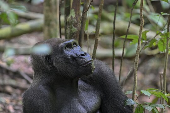 Western lowland gorilla (Gorilla gorilla gorilla), male animal, silverback, Loango National Park, Parc National de Loango, Ogoou&eacute;-Maritime Province, Gabon