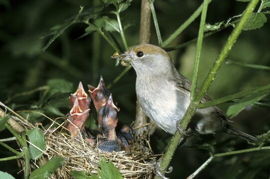 Blackcap (Sylvia atricapilla), female feeding offspring in the nest