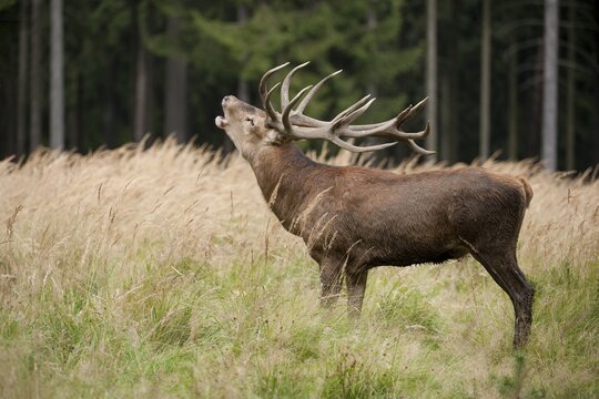 Red Deer (Cervus elaphus), stag during the rutting season, captive, Saxony, Germany