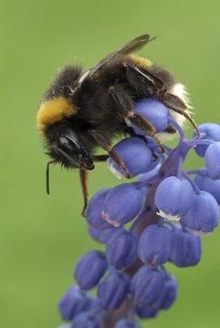 Bumblebee (Bombus lucorum), Schwaz, Tirol, Austria, Europe