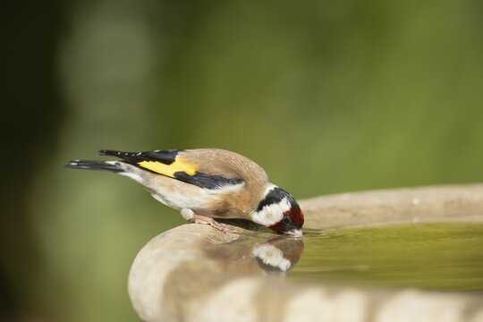 European goldfinch (Carduelis carduelis) adult bird drinking at a garden water bird bath, England, United Kingdom