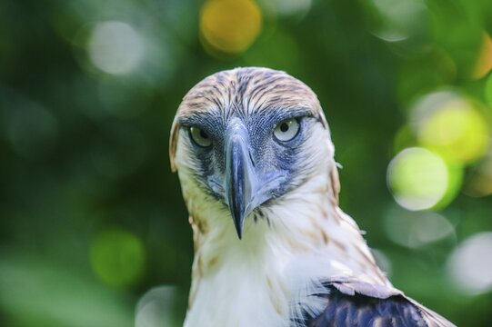 Philippine Eagle (Pithecophaga jefferyi), animal portrait, Davao, Mindanao, Philippines