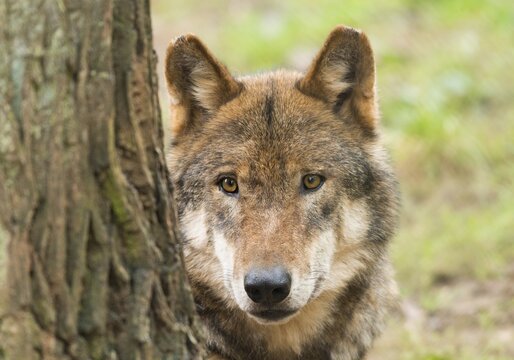 Gray wolf (Canis lupus) behind tree trunk, portrait, captive, Germany