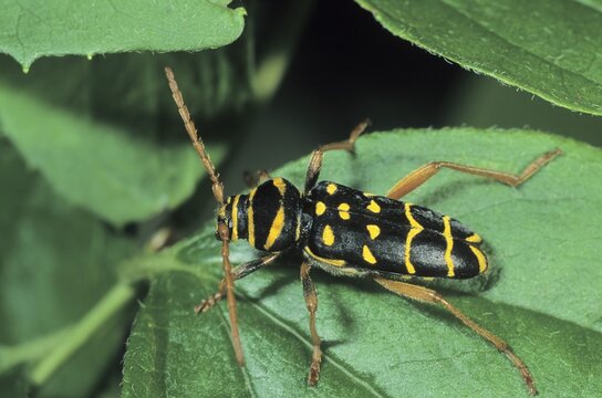 Longhorn Beetle species (Plagionotus arcuatus)