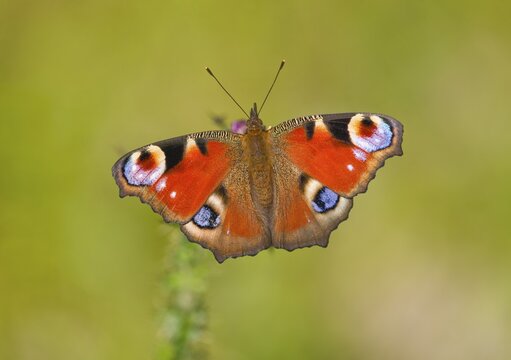 Peacock butterfly (Inachis io, Nymphalis io), Saxony-Anhalt, Germany