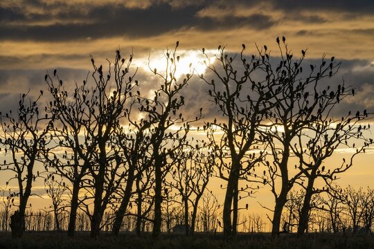 Great cormorants (Phalacrocorax carbo) on dead oaks, Anklamer Stadtbruch nature reserve, Bugewitz, River Peene Valley nature park Park, Mecklenburg-Vorpommern, Germany