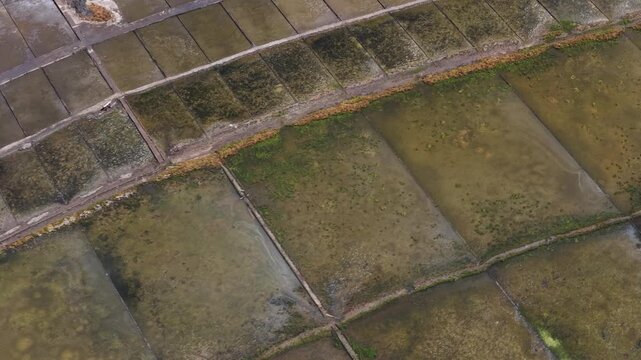 Aerial view of rectangular salt pans and evaporation ponds with green algae and narrow dirt paths in Portugal.