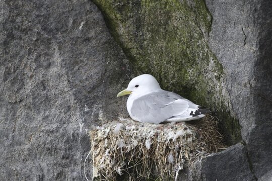 Black-legged kittiwake (Rissa tridactyla) on nest, bird cliffs, Ekker&oslash;y, Varanger, Norway