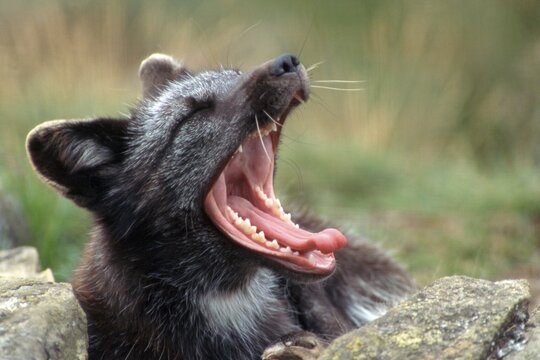 Arctic Fox (Alopex lagopus), yawning, Scotland, UK, Europe