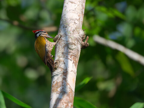 A colorful Common flameback woodpecker clings vertically to a pale tree trunk, using its strong beak to drill a hole at Kaeng Krachan NP Thailand