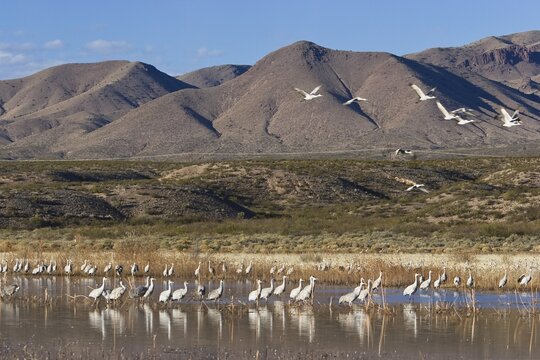 Sandhill Cranes (Grus canadensis) in the countryside, Bosque del Apache Wildlife Refuge, New Mexico, North America, USA