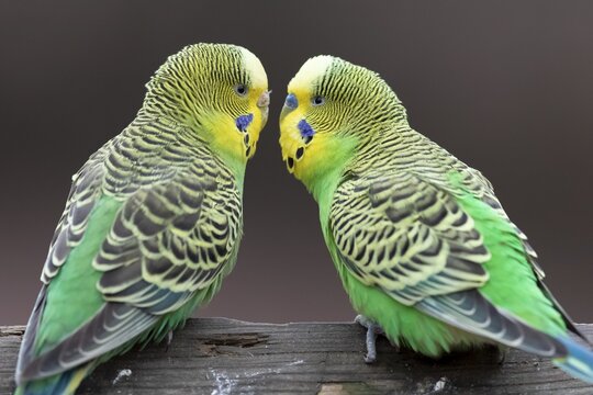 Two green Budgies (Melopsittacus undulatus) sitting opposite each other, captive, Germany