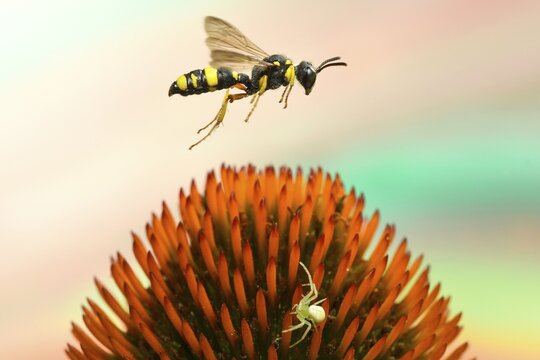 Bee-hunting nodular wasp (Cerceris rybyensis) flies over the flower of coneflowers (Echinacea), Germany