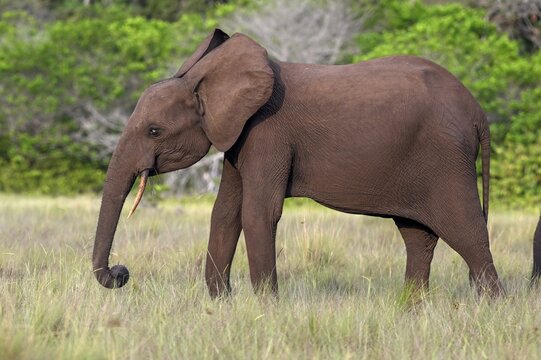 African forest elephant (Loxodonta cyclotis) in a clearing in Loango National Park, Parc National de Loango, Ogoou&eacute;-Maritime Province, Gabon
