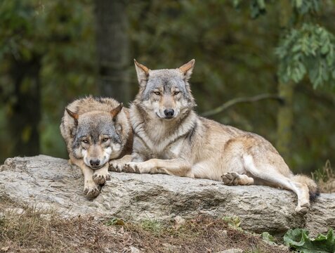 Gray wolves (Canis lupus) lying on a rock, captive, Germany