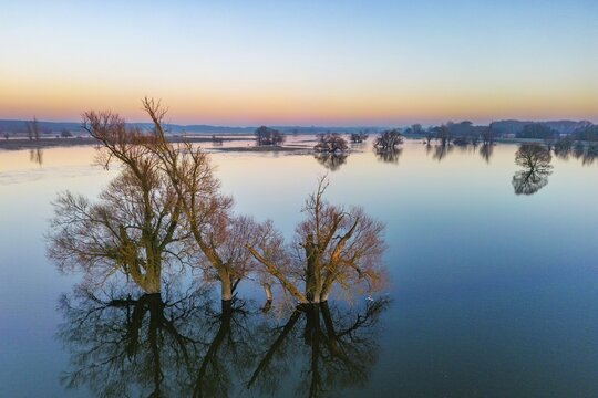 Aerial view, drone photo: Winter floods, trees and flooded meadows in the floodplains along the river Oder, G&uuml;stebieser Loose, Oderbruch, Brandenburg, Germany