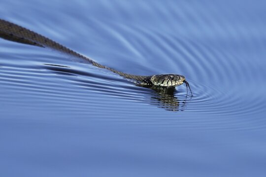 Grass snake (Natrix natrix) swimming in lake, Germany