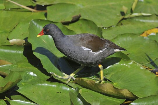 Common Moorhen or Swamp Chicken (Gallinula chloropus), walking on the leaves of a water lily (Nymphaea alba), Saxony, Germany