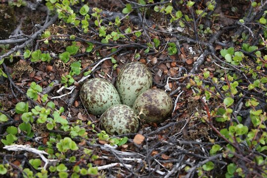 Nest of eggs of the Whimbrel (Numenius phaeopus)
