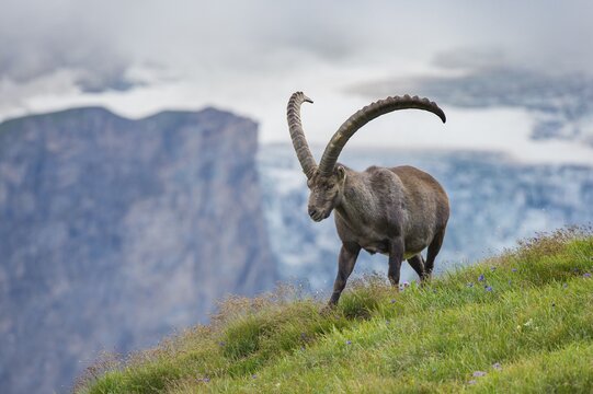 Alpine Ibex (Capra ibex), ibex, mountain, Alps, Hohe Tauern National Park, Austria