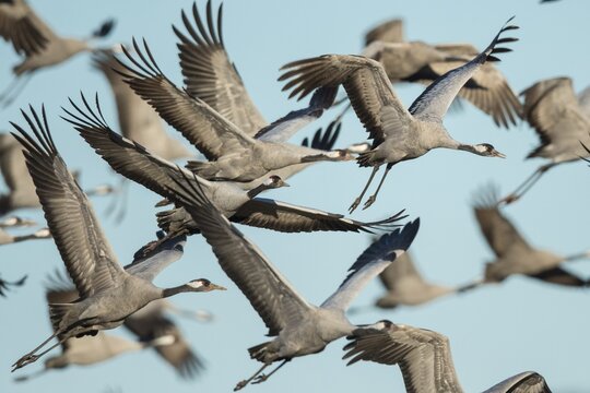 Flying flock of birds, cranes (grus grus), bird migration, V&auml;sterg&ouml;tland, Sweden