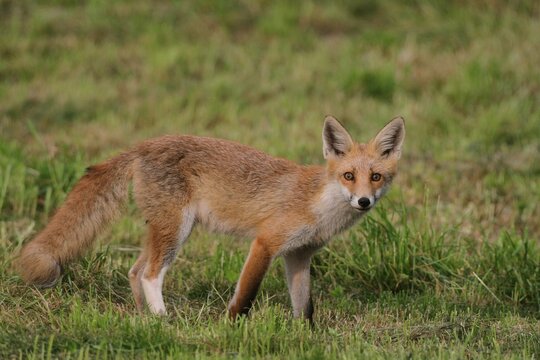 Young red fox (Vulpes vulpes) with a white hind leg standing on a mowed lawn, Allgaeu, Bavaria, Germany, Europe