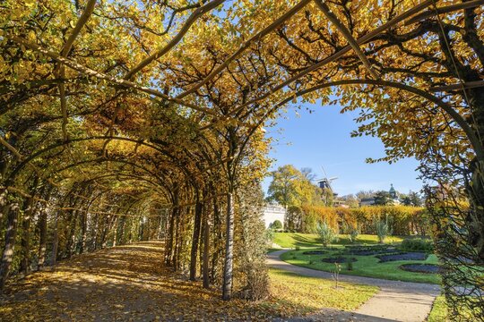 Arcade with autumn leaves, the historic mill in the back, Sicilian Garden, Sanssouci Park in autumn, UNESCO World Heritage Site, Potsdam, Brandenburg, Germany