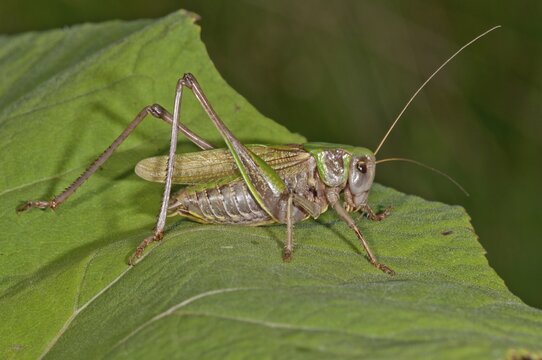 Wart-biter Cricket (Decticus verrucivorus) on the leaf of a Butterbur, Kampen, Vorarlberg, Austria