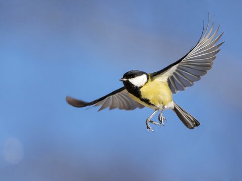 Great tit (Parus major) in flight male Bavaria, Germany