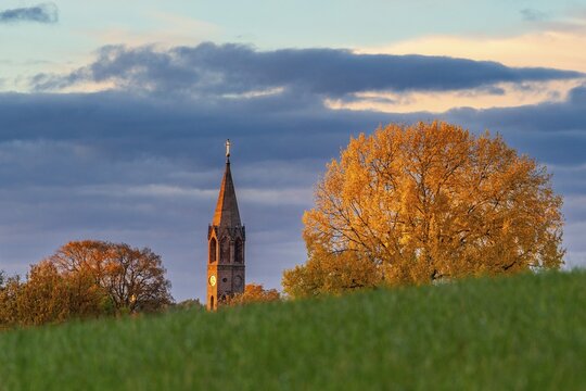 Evening light on a tree in yellow autumn colours and the brick tower of the village church of Brodowin, Barnim, Brandenburg, Germany